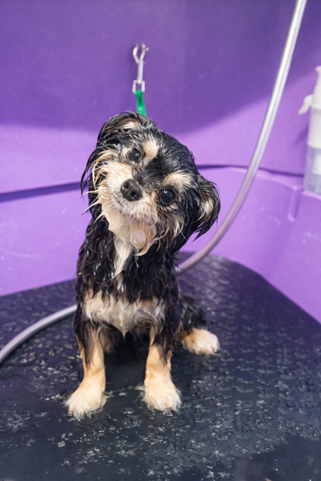 Bath and brush service