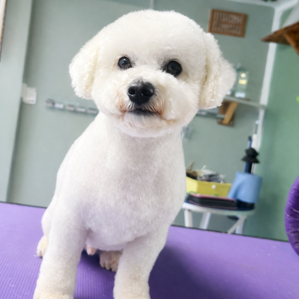Full groom service